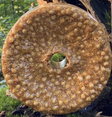 Wildlutscher Spezial Leckstein süße geröstete Erbsen 3 kg